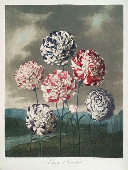 Robert John Thornton, Carnations
Color Aquatint Hand Colored