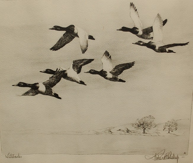 Richard Evett Bishop, Black and White Ducks in Flight
Reproduction Print