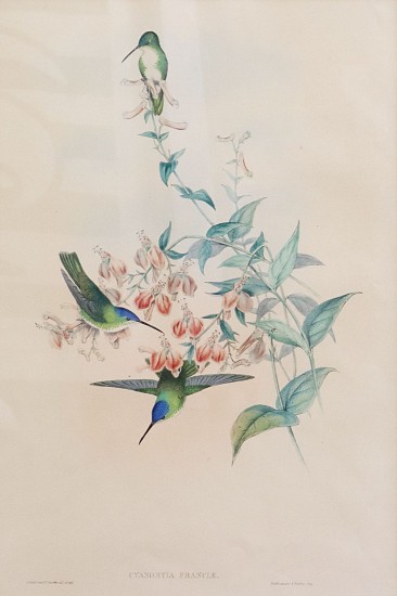 John Gould, Cyandmia Francle
Aquatint Engraving