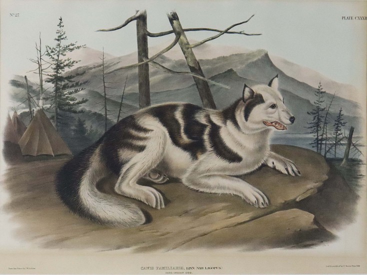 John James Audubon, Hare Indian Dog
Lithograph