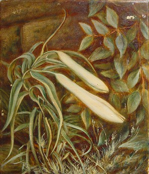 TINDALL.LILLIES.Small