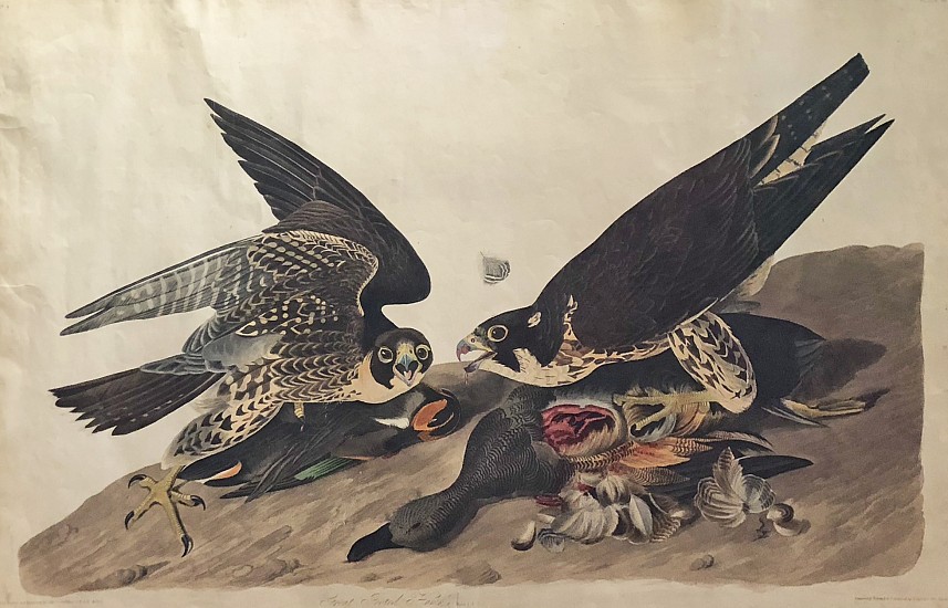 John James Audubon, Great Footed Hawk
Aquatint