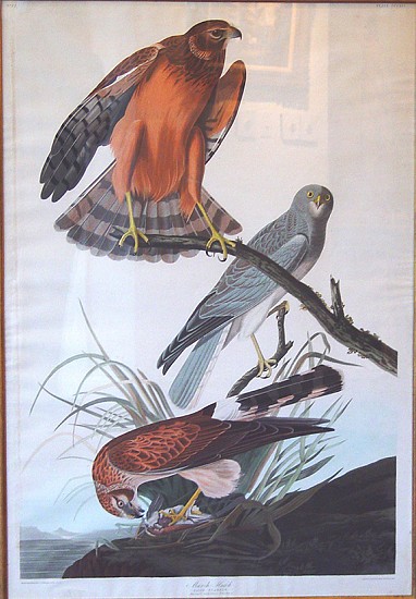 John James Audubon, Marsh Hawk
Hand Colored Engraving